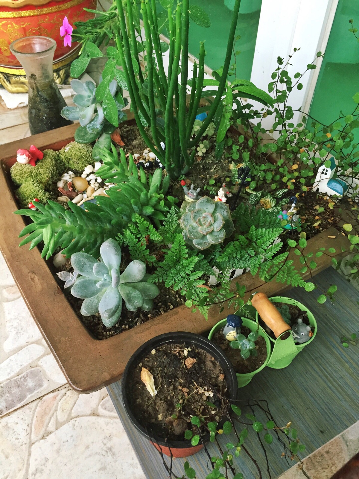 【招財風(fēng)水】陽臺放這些植物 既好看又招財!